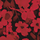 RED CLEMATIS
