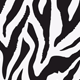 WHITE ZEBRA